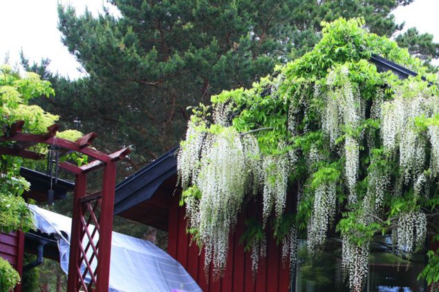 Det drygt 15 år gamla vitregnet blommar just nu som vackrast. Av tre blåregn blommar två dock betydligt mera sparsamt än vitregnet. Ett av blåregnen planterades förra året under lekstugan som är placerad några meter upp i luften på stammen till en kapad kaukasisk vingnöt. Den kommer säkert snart att täcka underdelen på lekstugan men innan den blommar kommer det antagligen att ta många år.